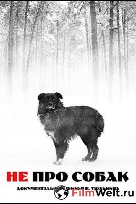 The film follows Nina Perebeyeva, who runs Kazakhstan’s only private dog shelter under bleak, deteriorating conditions, revealing her tireless compassion for the animals. In stark contrast, it documents Vova, a brutal dog catcher and chronic drunk living in the same town, whose daily routine pits him against Nina’s mission.